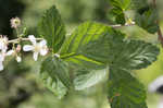 Northern dewberry